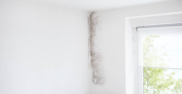 Washington, UT Mold Removal Company