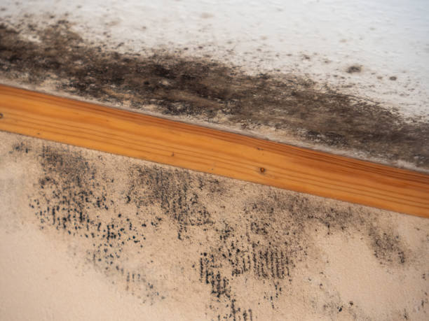 Forensic Mold Investigation in Washington, UT