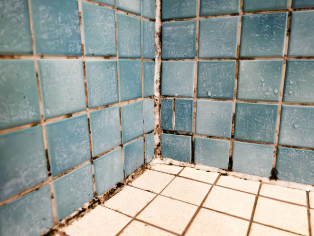 Best Biohazard Mold Removal  in Washington, UT